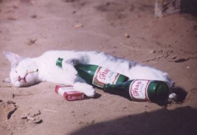 amstel